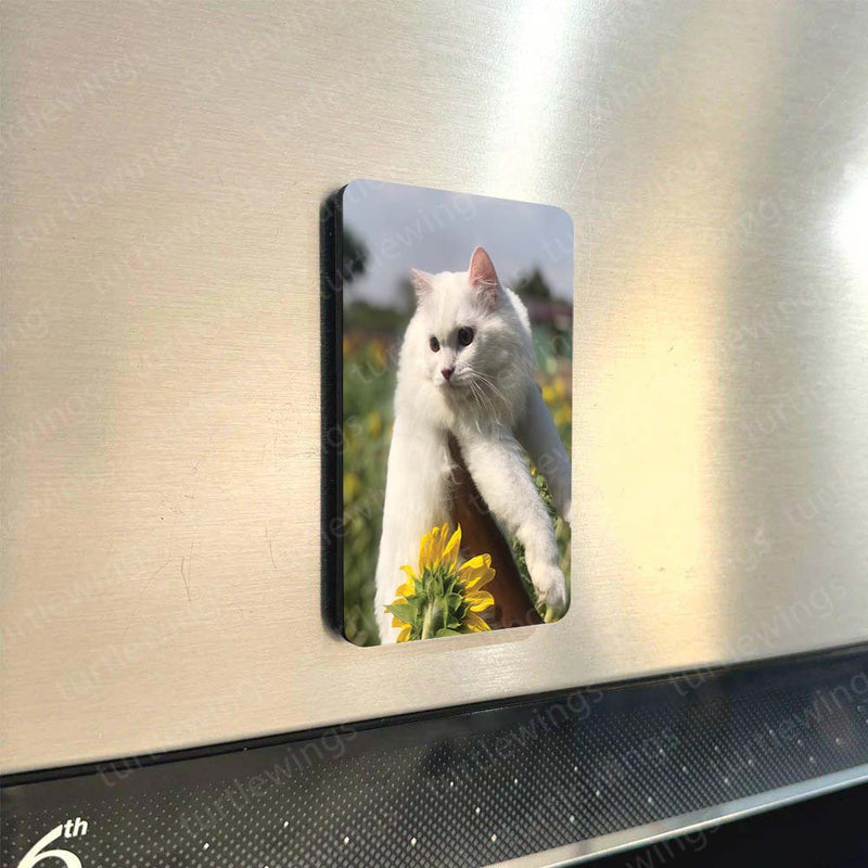 Fridge Magnets |Cats Art Fridge Magnet Set – Set of 3 & 10 Aesthetic Cat-Themed Metal Magnets (60x80mm)